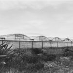 greenhouses in a row, black and white photo